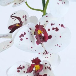 Arranjo de Orquídea Artificial Tigre de Silicone Raquel - 3