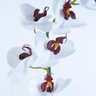 Arranjo de Orquídea Artificial Branca Miolo Vinho Paty - 2