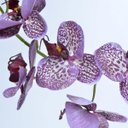Ver imagem 3 de Arranjo de Orquídea Artificial Lilás e Vinho Michele