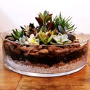 Ver imagem 3 de Vaso Cilindro para Terrário de suculentas, Centro de Mesa Vela Flutuantes