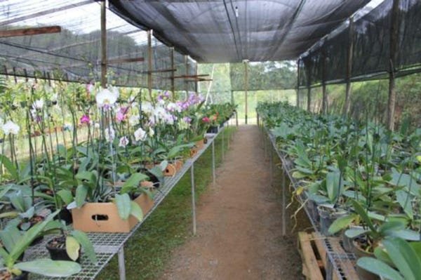 Tela Sombreamento 80 Para Orquidário e Estacionamento 2x15m - 5