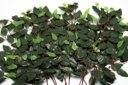 Ver imagem 1 de Kit 24 Galhos Folha Decorativa Artificial Muro Inglês Ficus