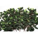 Ver imagem 1 de Kit 24 Galhos Folha Decorativa Artificial Muro Inglês Ficus
