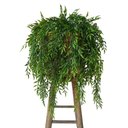 Ver imagem 6 de Kit 7 Pendentes de Capim Artificial Premium 75cm Decoração Verde Durável e sem Manutenção