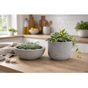 Ver imagem 5 de Kit 2 Vasos Decorativos para Plantas ou Cachepot para Centro de Mesa (beta e Bacia)