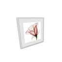 Ver imagem 5 de Quadro 4Pçs Campanula Rosa Folhas Cacto Vidro