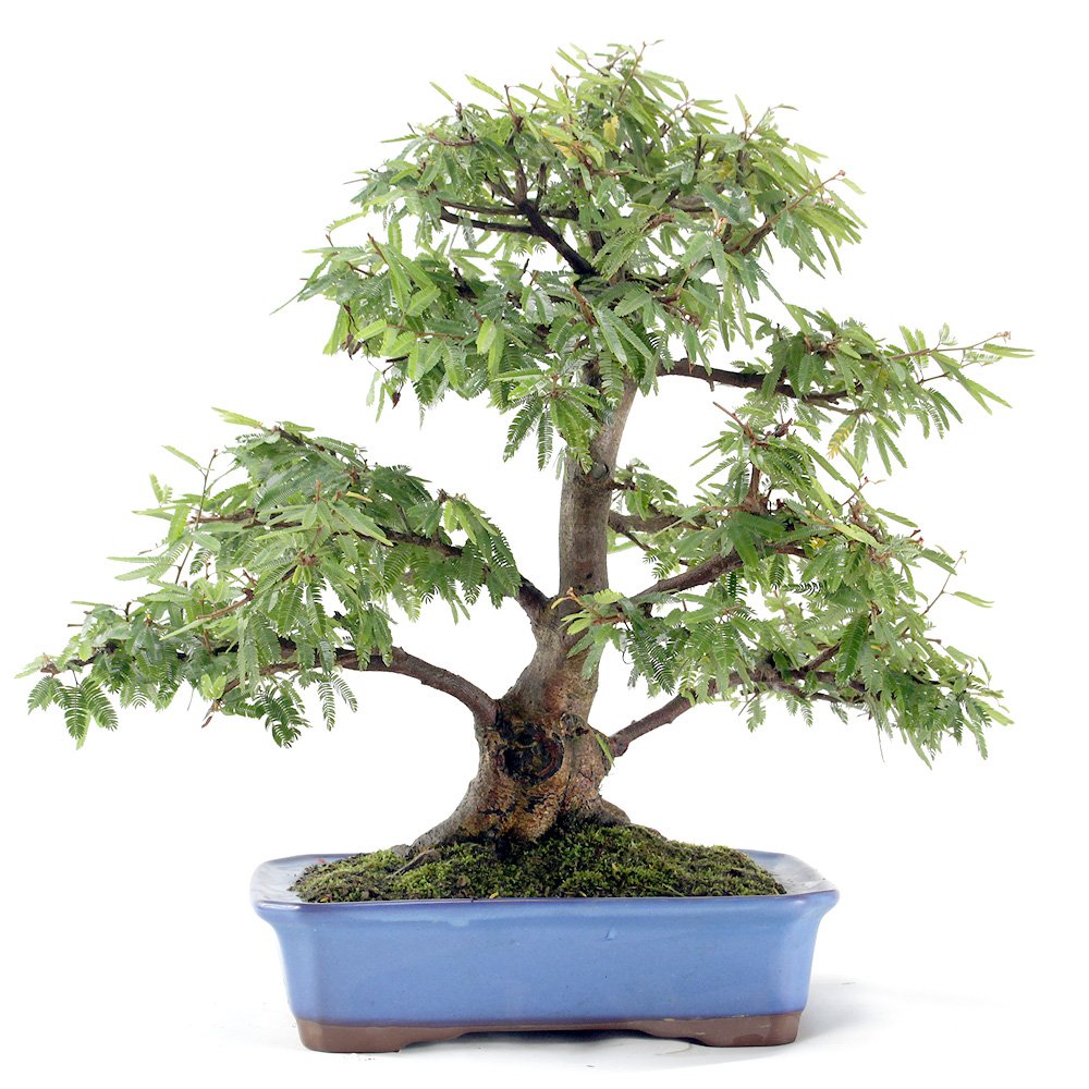 Bonsai Caliandra Rosa 04 Anos - 3