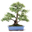 Ver imagem 3 de Bonsai Caliandra Rosa 04 Anos