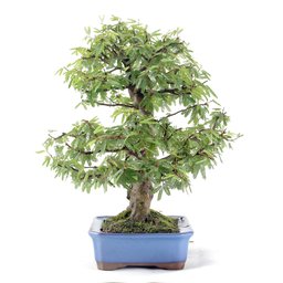 Bonsai Caliandra Rosa 04 Anos - 2