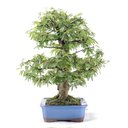 Ver imagem 2 de Bonsai Caliandra Rosa 04 Anos