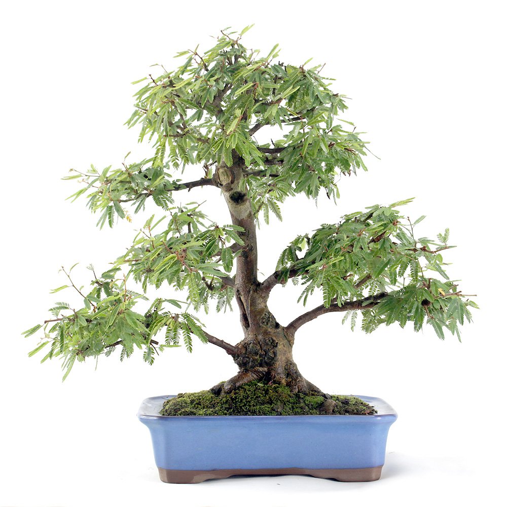 Bonsai Caliandra Rosa 04 Anos