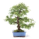 Ver imagem 4 de Bonsai Caliandra Rosa 04 Anos