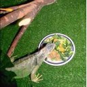 Ver imagem 3 de Grama Sintética Pet Love 2x25m (50m²)