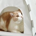 Ver imagem 6 de Tenda Portatil Caminha Gato Cachorro Pet Animais Cabaninha Casinha Dobravel Arranhador Rasqueavel Bi