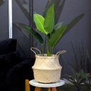Ver imagem 2 de Cesto de Fibra Natural Decorativa 2 em 1 31x32x 35cm - D’Rossi