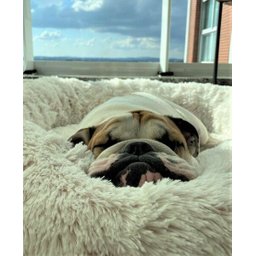 Cama Nuvem Luxo GG 80x80:Branco com Salmão - 3