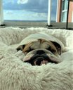 Ver imagem 3 de Cama Nuvem Luxo Gg 80x80:Branco com Salmão