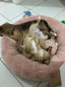 Ver imagem 4 de Cama Nuvem G 70x70:Rose Gold Pelúcia