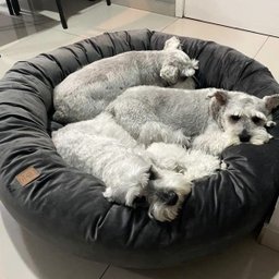 Cama Nuvem G 70x70:Cinza Escuro Veludo - 1