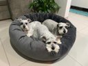 Ver imagem 4 de Cama Nuvem GG 80x80:Cinza Escuro Veludo