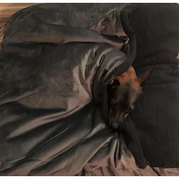 Cama Cave XG 100x100:Cinza com preto quadrada - 5