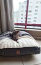 Ver imagem 4 de Cama Cave XG 100x100:Cinza com marfim quadrada