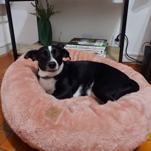 Cama Nuvem XG 100x100:Rose Gold Pelúcia