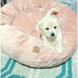 Cama Nuvem XG 100x100:Rose Gold Pelúcia - 6
