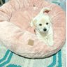 Cama Nuvem XG 100x100:Rose Gold Pelúcia - 6
