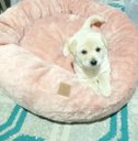 Ver imagem 5 de Cama Nuvem M 60x60:Rose Gold Pelúcia