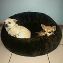 Ver imagem 3 de Cama Nuvem M 60x60:Marrom Pelúcia