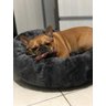 Cama Nuvem M 60x60:Cinza Escuro Pelúcia - 6