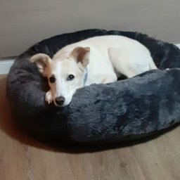 Cama Nuvem M 60x60:Cinza Escuro Pelúcia - 4