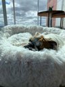 Ver imagem 5 de Cama Nuvem Luxo g 70x70:Branco com Salmão