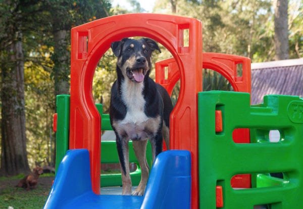 Playground Pet Miniplay Parque de Plástico Resistente para Cachorro e Gato Freso - 10