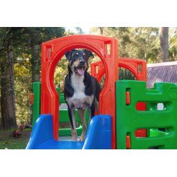 Playground Pet Miniplay Parque de Plástico Resistente para Cachorro e Gato Freso - 10