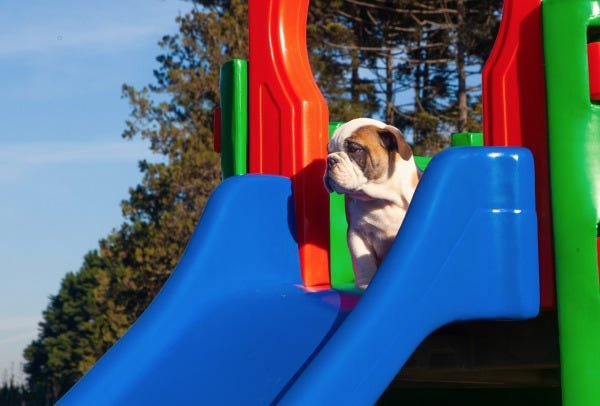 Playground Pet Miniplay Parque de Plástico Resistente para Cachorro e Gato Freso - 11
