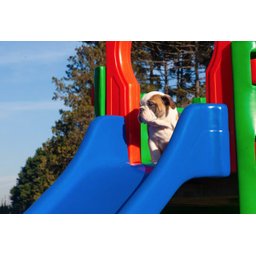 Playground Pet Miniplay Parque de Plástico Resistente para Cachorro e Gato Freso - 11