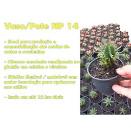 VASOS POTES 14 FLEXÍVEL LEMBRANCINHAS PLANTAS FLORES 100 UND - 4