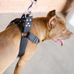 Coleira Peitoral Cachorro Guia Adaptador Doberman Pit Bull m - 3