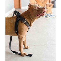 Coleira Peitoral Cachorro Guia Adaptador Doberman Pit Bull m - 5