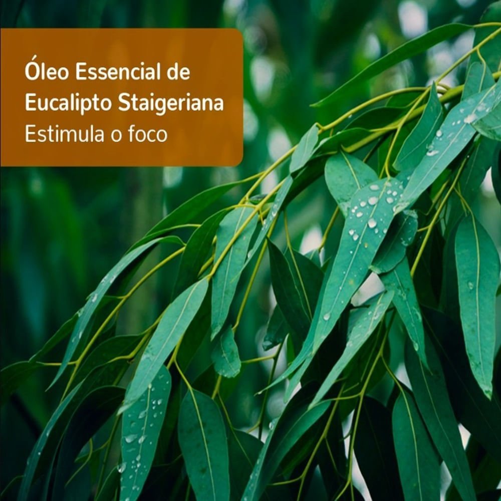 Óleo Essencial de Eucalipto Staigeriana 5ml – Terra Flor - 4