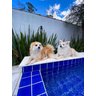 Borda Piscina Atermica  boleada 50x25x2,0cm Branca - Silvano Schwanke Linha Premium - 9
