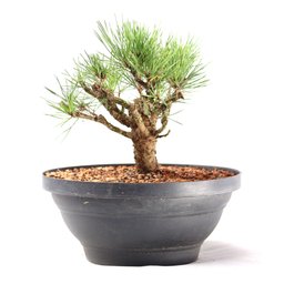 Pré Bonsai Pinheiro Negro 14 Anos - 4