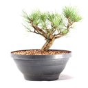 Ver imagem 3 de Pré Bonsai Pinheiro Negro 14 Anos