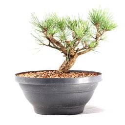 Pré Bonsai Pinheiro Negro 14 Anos - 3