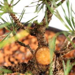 Pré Bonsai Pinheiro Negro 14 Anos - 5