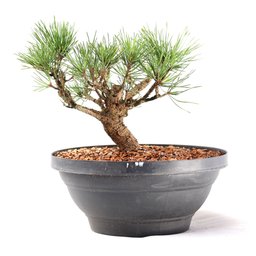 Pré Bonsai Pinheiro Negro 14 Anos - 1