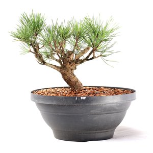 Pré Bonsai Pinheiro Negro 14 Anos