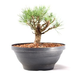 Pré Bonsai Pinheiro Negro 14 Anos - 2